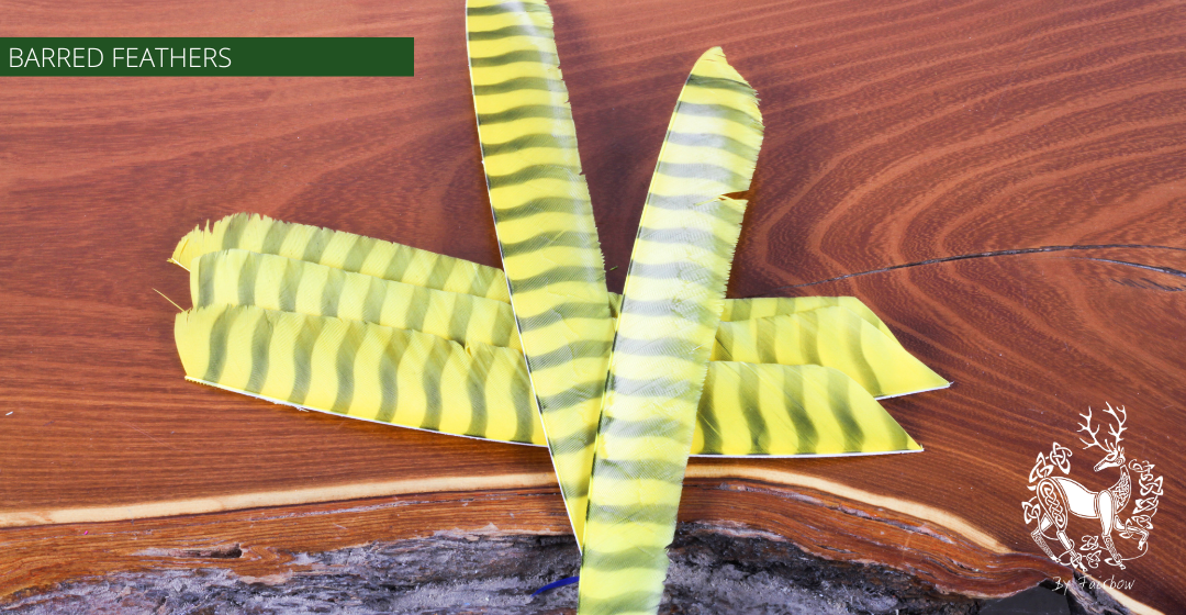 TURKEY FEATHERS BARRED AND COLORED FULL LENGTH SOLD PER DOZEN RIGHT WING-Feathers-Gateway-Flue yellow barred-Fairbow