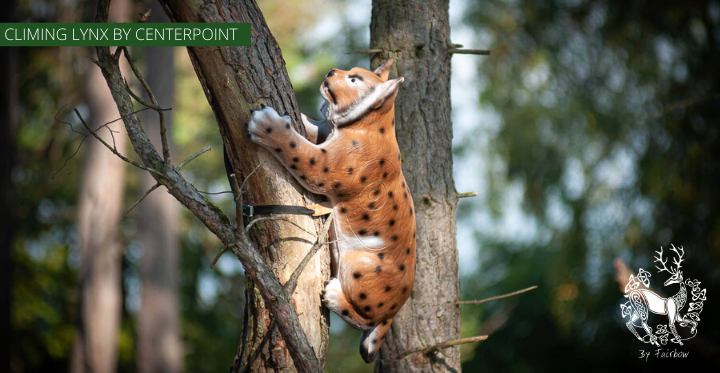 3D CLIMBING LYNX TARGET BY CENTERPOINT-target-Centerpoint-Fairbow