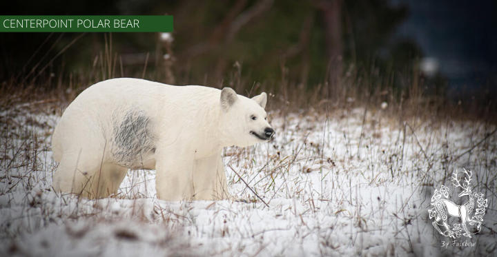 3D POLAR BEAR TARGET BY CENTERPOINT-target-Centerpoint-Fairbow