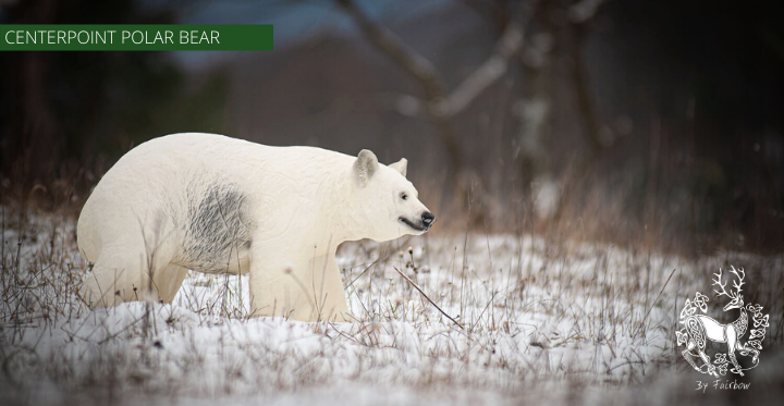 3D POLAR BEAR TARGET BY CENTERPOINT-target-Centerpoint-Fairbow