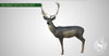 3D TARGET FALLOW DEER BY SRT