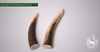 ANTLER TIPS FOR BOWMAKING