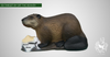 3D TARGET BEAVER BY SRT