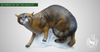 3D TARGET WILDCAT BY SRT