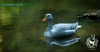3D GREY GOOSE TARGET BY CENTERPOINT-target-Centerpoint-Fairbow