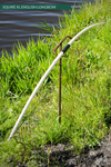 SQUIRE XL SHORT ENGLISH LONGBOW SELF ASH IN STOCK-Bow-Fairbow-25 lbs-Fairbow