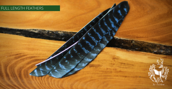 TURKEY FEATHERS NATURAL BARRED SOLD PER DOZEN RIGHT WING-Feathers-Fairbow-Blue dyed-Fairbow