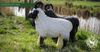 WHITE RAM TARGET BY CENTERPOINT-target-Centerpoint-Fairbow